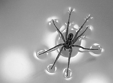 The Spider Shows The Tension On The Surface Of The Water The spider shows the tension on the surface of the water