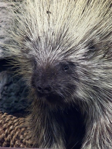 Needle Exchange: Quillwork North American Porcupine