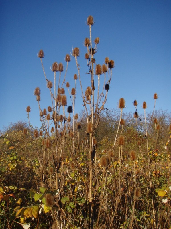 Wool Work | Textile Art Teasels