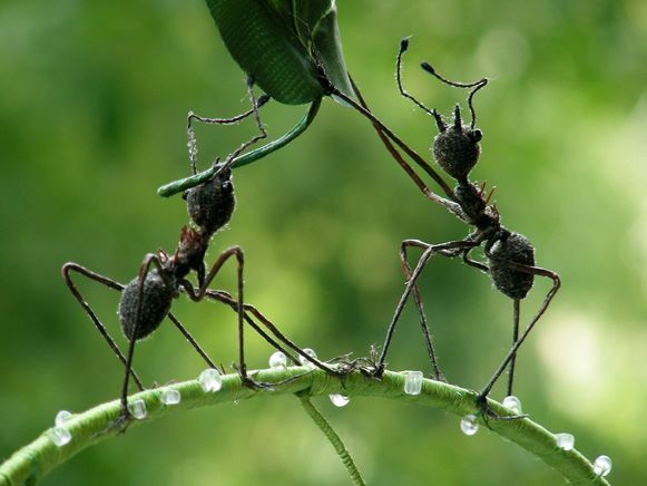 The Cutting (&Amp; Stitching) Edge - Zoraholly Zora Yin - Ants Soft Sculpture