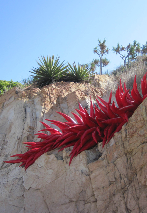 Erica Gray - Rock Anemone